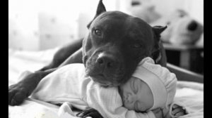 Миша Маваши Питбуль