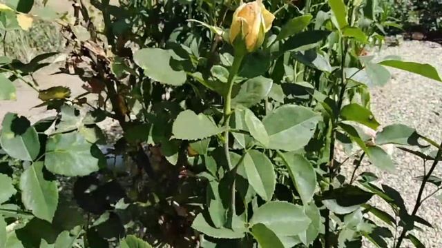 Роза Фантазия Мондиаль. Fantasia Mondiale rose. Подпеченная ярым кубанским солнцем смотреть онлайн