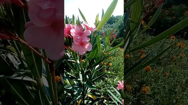 Олеандр, комнатное растение на даче, секреты цветения и ухода!!! смотреть онлайн