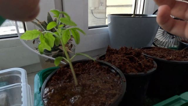 Как правильно пикировать помидоры 🍅 смотреть онлайн