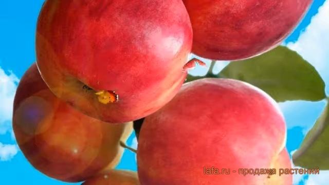 Яблоня обыкновенная Горнист (malus) ? яблоня Горнист обзор: как сажать саженцы яблони Горнист смотреть онлайн