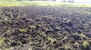 Посев многолетних трав -  люцерна и кострец с покровом ячменем от А до Я