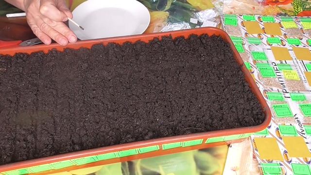 Когда сеять "толстоногие" холодостойкие томаты? Ольга Чернова смотреть онлайн