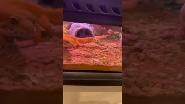 Вторжение🙈 #эублефар #подпишись #геккон #попугай #волнистыйпопугай #смех #ящерица смотреть онлайн