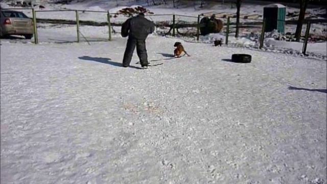 Защита хозяина смотреть онлайн