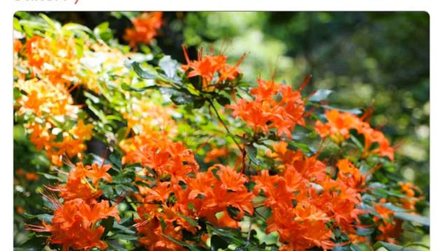 Рододендрон Бейкера (rhododendron Bakeri)