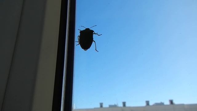 Клоп Щитник Зелёный Древесный Palomena Prasina 16092014 смотреть онлайн