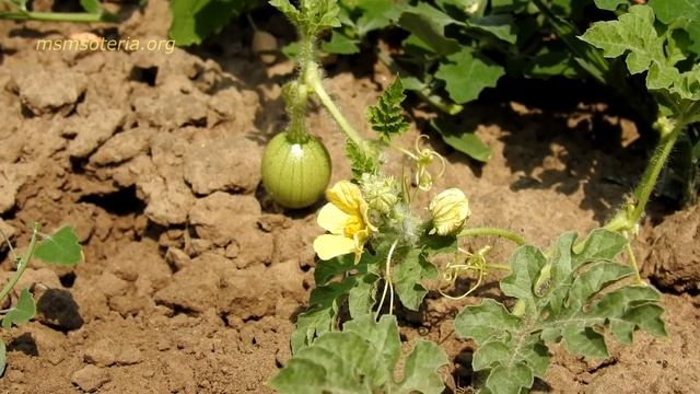 Значение молитвы "Отче наш..." Полное Толкование. 7 я Часть смотреть онлайн