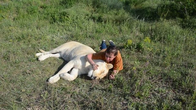 Сафари парк львов Тайган смотреть онлайн