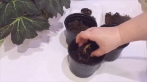 Как правильно посадить клубни бегонии? Размер горшка и клубня.