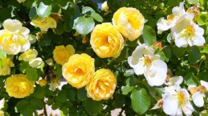 Château de Cheverny - Delbard rose