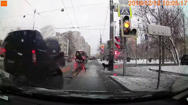 Даже собака ждёт зелёный, чтобы перейти смотреть онлайн