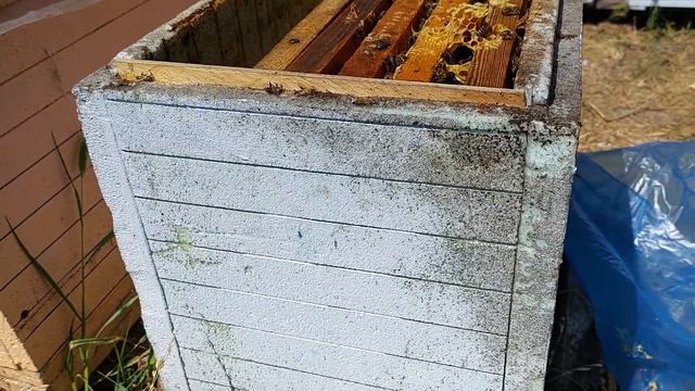 Августовские отводки на 3 рамки в ЄППС корпусах на 6 рамок смотреть онлайн