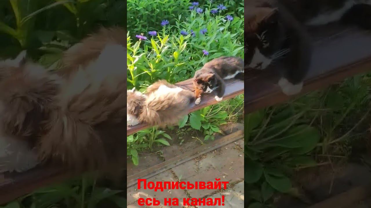 Барсик и Белая Лапка! смотреть онлайн
