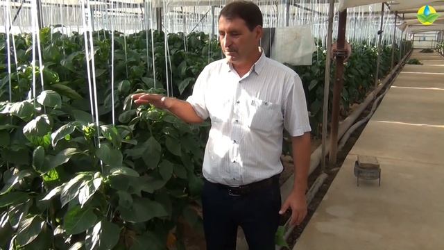 Полноценное сбалансированное питание для перца. смотреть онлайн