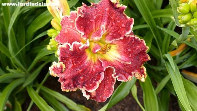 Цветение сортового лилейника RUBY RIDGE в саду www.jardindelux.ru смотреть онлайн