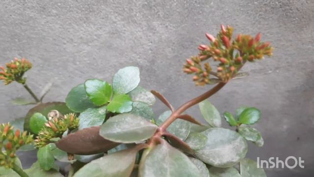 Tips For Taking Care Of Florist  Kalanchoe||