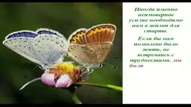 Урок бабочки. смотреть онлайн