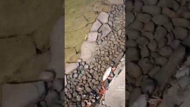 рыбку жалко смотреть онлайн