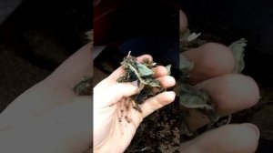 Амарант как кормовая полезная добавка для птицы