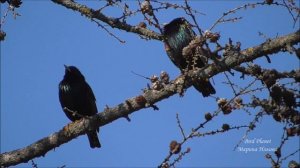 Виртуозное пение скворцов. Весенние песни скворцов.