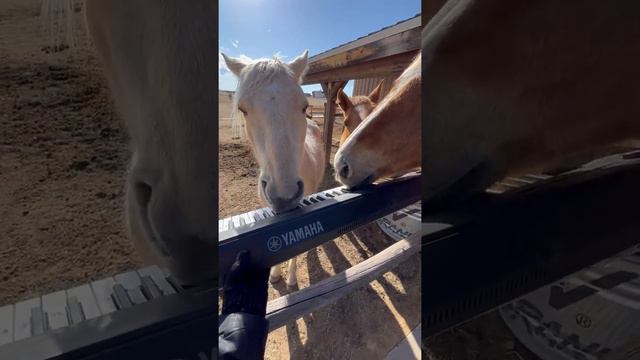 Precious Horses Play Piano || ViralHog смотреть онлайн