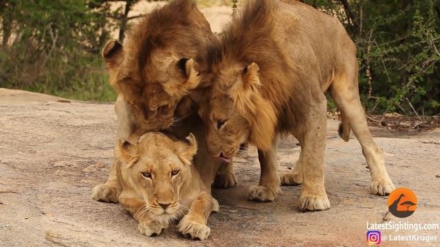 Awkward! Three male lions take turns mating with lioness смотреть онлайн