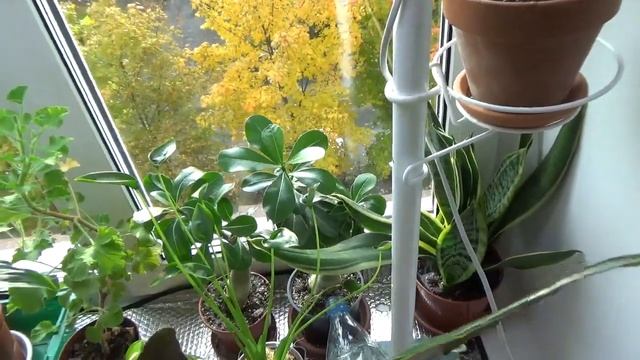 Секрет полива! А есть ли он вообще? смотреть онлайн