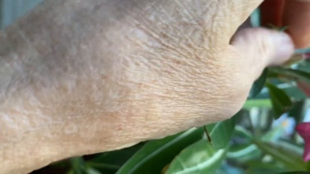 Открытие в опылении адениумов! О цветении в октябре. Каудекс у черенка. 16 октября 2023 г.