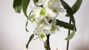 Орхидея ДЕНДРОБИУМ НОБИЛЕ цветет. Уход, полив, размножение ДЕНДРОБИУМА НОБИЛЕ. Детки дендробиума.
