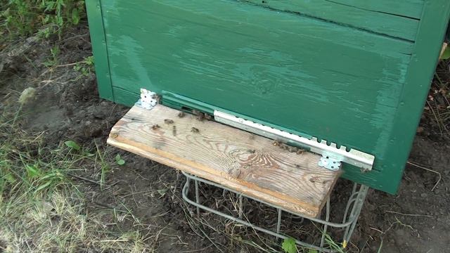 Злые пчелы что делать - исправление за месяц. Как исправить злых пчел Среднерусская порода пчёл смотреть онлайн