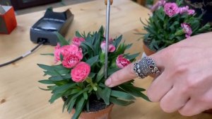 Гвоздика Оскар  - сортовая серия махровых гвоздичек |  Что сделать, чтобы гвоздика цвела дольше