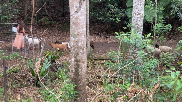 Daily Routines in the Countryside смотреть онлайн