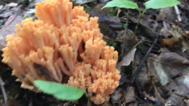 Bükkös Korallgomba, Ramaria Fagetorum, Korallpilz, Corall-mushroom