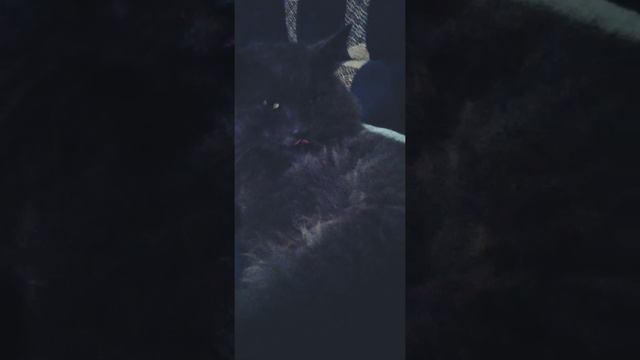 какие-то нелюди застрелили Лёника из воздушки. Пять пуль. 😢Больно.