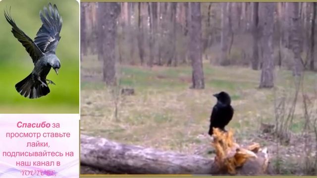 Все секреты про ворону 2 смотреть онлайн