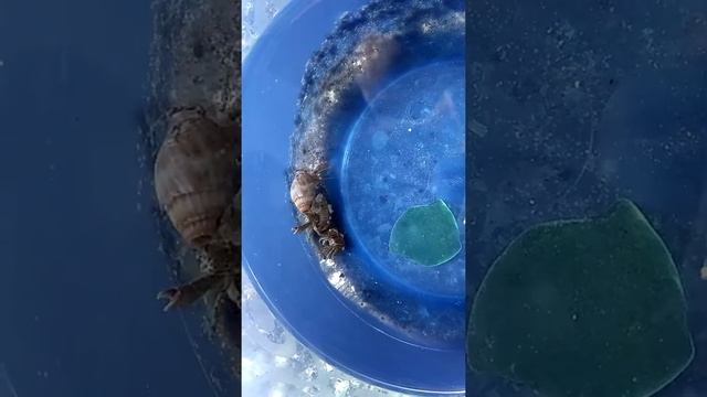 Раки отшельники. смотреть онлайн