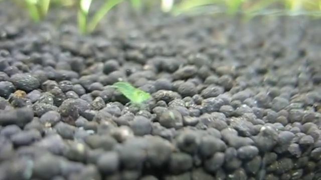 Green babaulti shrimp babies смотреть онлайн