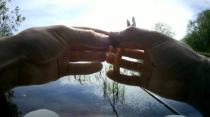 Ловля белой рыбы на полудонку. Рыбалка в Беларуси 2021 на Березине На полудонку