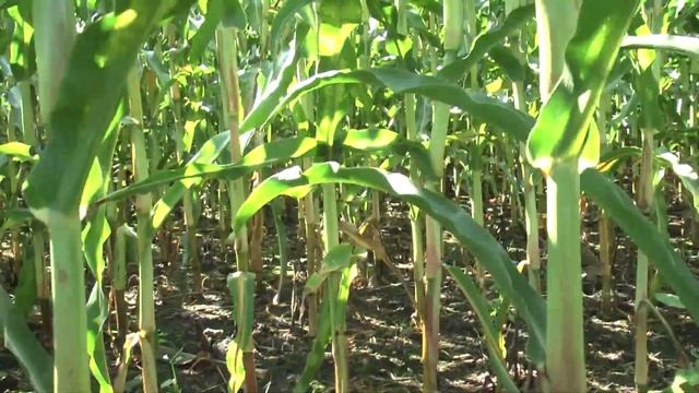 Троекурово 2017 смотреть онлайн