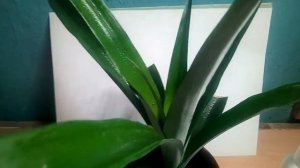 Как правильно ухаживать за ананасом на подоконнике
