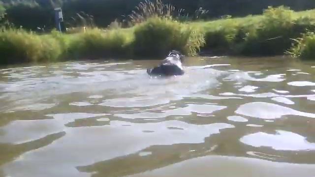 Лето, река, лабрадор купается и наслаждается жизнью.