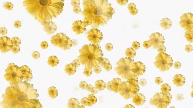 Футаж. Цветы. смотреть онлайн