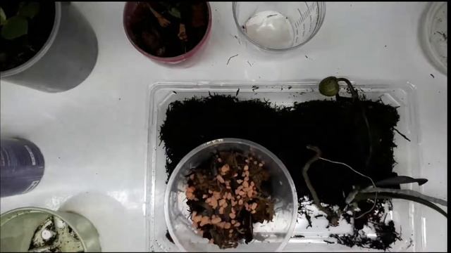 Триферн Tree Fern субстрат для орхидей. Эффект спустя 6 месяцев. смотреть онлайн