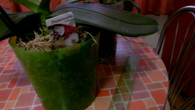 Мой экспериментальный метод выращивания орхидей в закрытых горшках смотреть онлайн