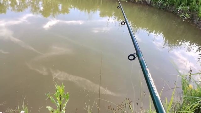 Эксперимент по росту карпа и белого амура в маленьком пруду. Часть 2 Контрольная рыбалка(30.06.2018 смотреть онлайн