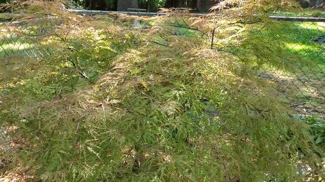 Backyard And Magic Garden Tour May 21, 2021💚🙂💚