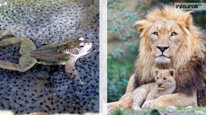 Основные экологические характеристики популяции | Биология 11 класс #23 | Инфоурок