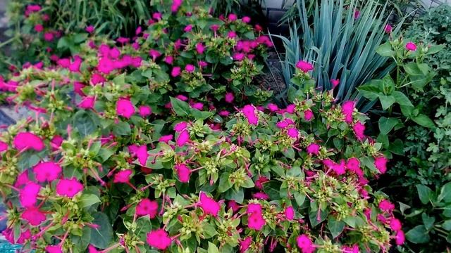 Мирабилис ночная красавица. Мирабилис из семян. Мирабилис выращивание