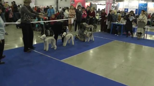 Bedlington Terrier. Inter Dog Show "RUSSIA-2012" - 0074 смотреть онлайн